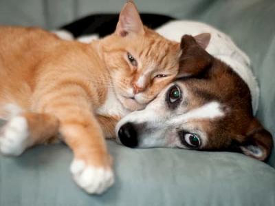 Гороскоп для собак и кошек
