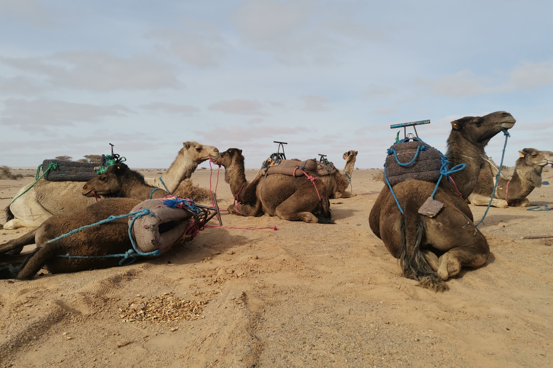 Владельцы каравана. Катание на верблюдах в Марокко. Хозяин каравана пустыня. Мы в Марокко море верблюд.