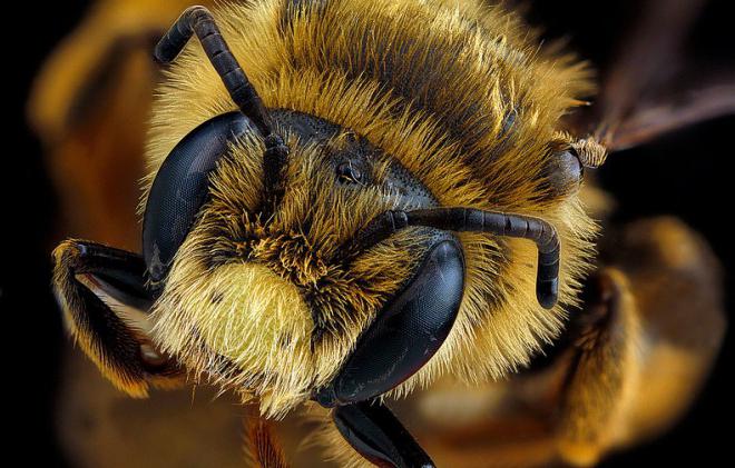 Сколько глаз у пчел? Фасеточное и фотографическое зрение