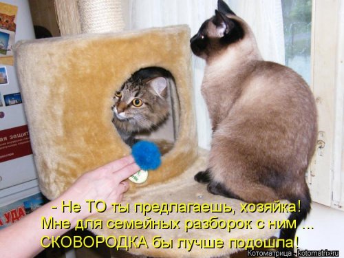 Новая котоматрица 
