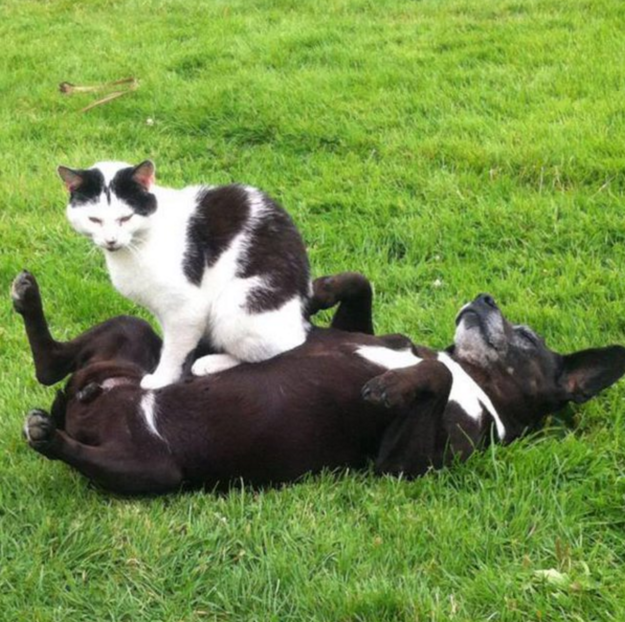 13. Каждый уважающий себя кот знает, что собаки – это портативные подушки для котиков животные, коты