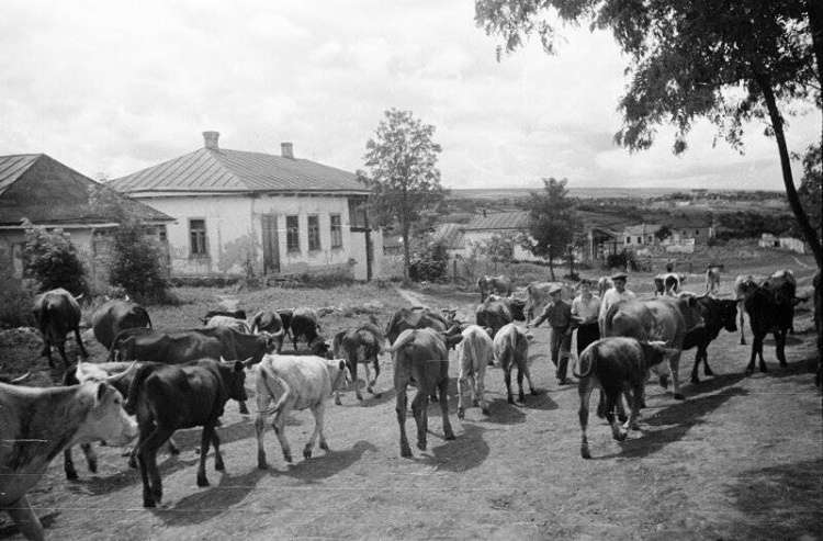 В гостях у бабушки, как это было В гостях у бабушки, как это было картинки