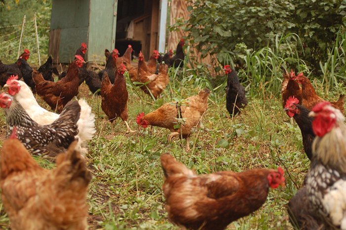 10 фактов о курице, которые вас точно удивят не всё так грустно