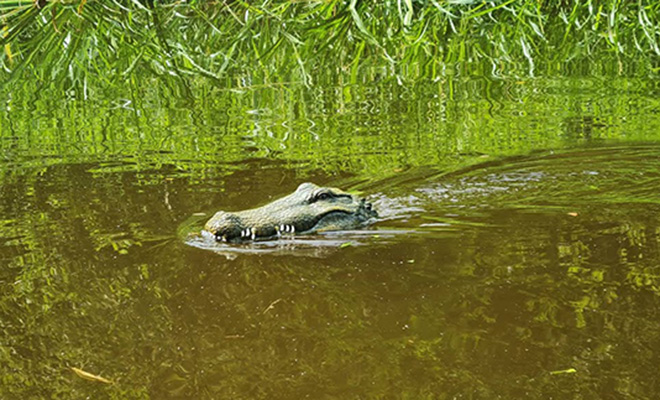 Шутник купил робота-крокодила и запустил в озеро, а сам стал снимать реакцию пловцов на видео