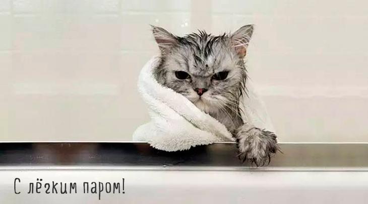 кошка в полотенце после душа
