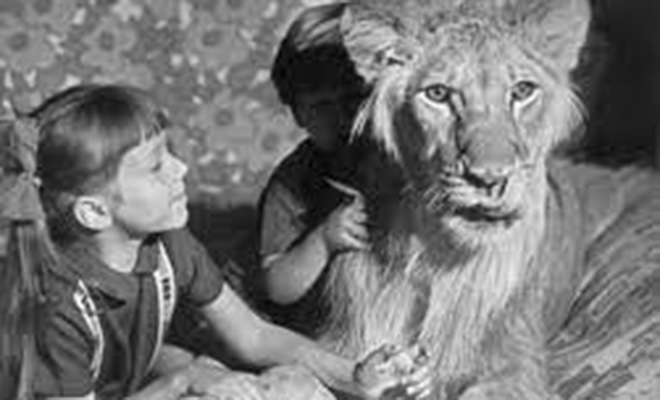 В 1970 году в советской квартире появился лев. Его планировали оставить лишь на время, но в итоге он жил здесь 8 лет Берберовых, видео, семьи, зоопарка, приключения, последней В, Кинга, стала, сожалению, России», итальянцев, Летом, история, фильме, художественном, затем, документалистике, снимали, часто, зверем