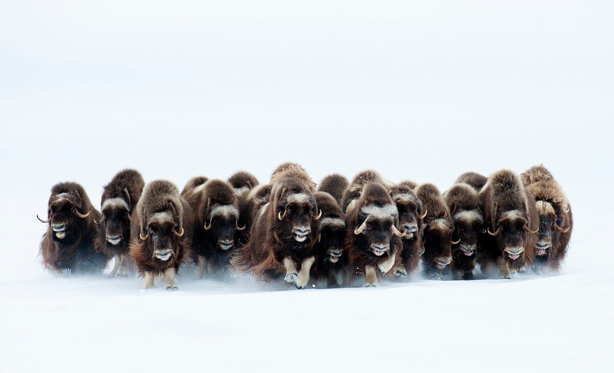 Овцебыки обитают на Ямале, Таймыре, в Якутии, острове Врангеля и на Чукотке. Они хорошо переносят любые морозы и могут добывать корм из-под рыхлого снега глубиной до 40-50 см © Эрик Пьер 