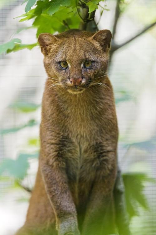 Ягуарунди (Puma Yagouaroundi) - это дикая малая кошка из рода пум, и никаких пятен у нее нет и в помине. 03