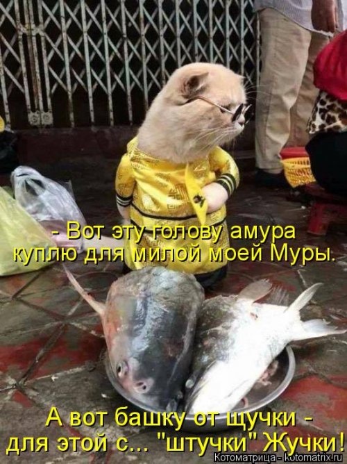Новая котоматрица 