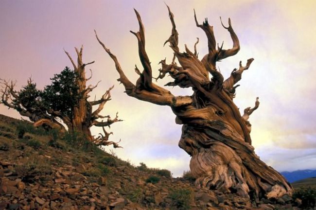 20 самых странных деревьев в мире, которые доказывают, что природа круче любых спецэффектов! природа
