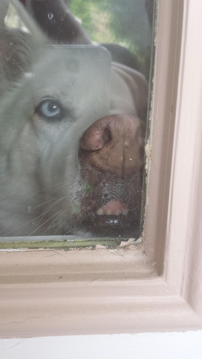 23 артистичных животных, чья реакция на мир просто бесценна 