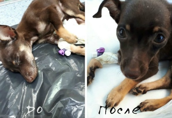 Жительница Ростова спасла щенка, выброшенного хозяевами прямо с медицинским катетером