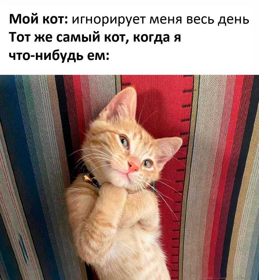Смешные коты и кошки: лучшие мемы для поднятия настроения