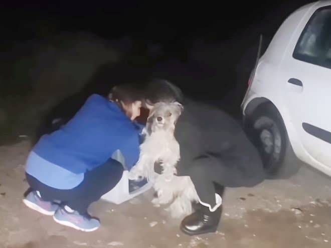 Волонтеры и собака