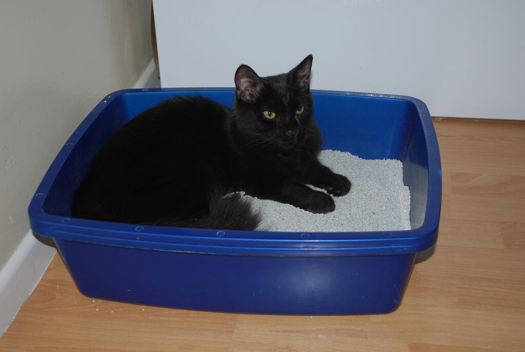 Обычно для этих целей кот выбирает запасной лоток( да да, у них есть и такие)))