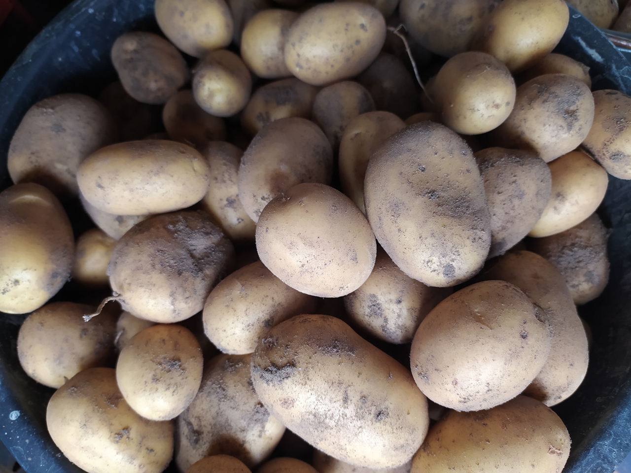 Предок картофеля. Картофель. Картофель растение. Дикий предок картофеля. Съедобные клубни.