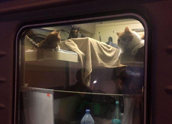 Пассажир выкупил купе для своих котов в поезде Москва—Анапа