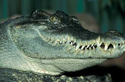 В Батайске третьи сутки ловят с квадрокоптером крокодила
