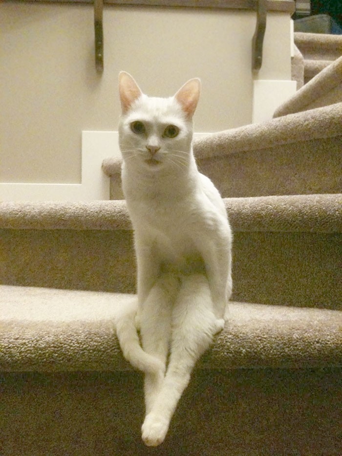 Ничего особенного, просто кошка, которая решила посидеть на лестнице кошки, приколы, прикольные фото животных, смешные кошки