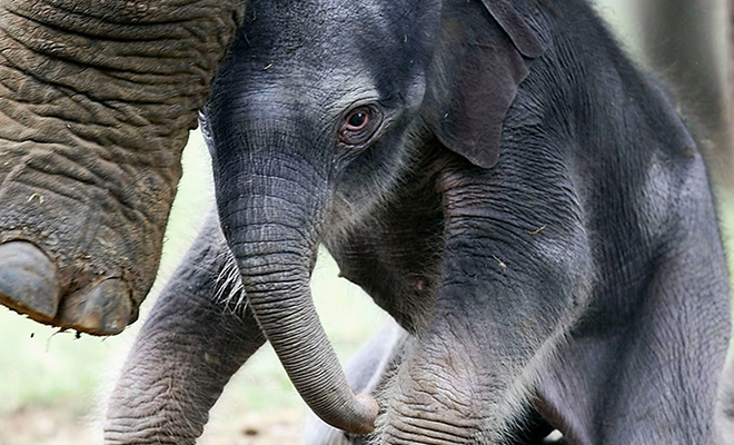 Древние слоны были одомашнены, но сделали это не люди: видео