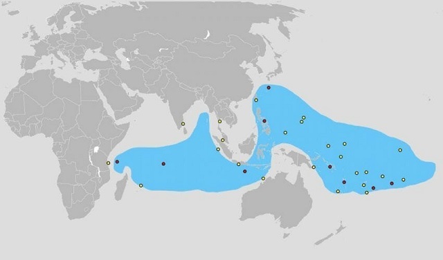 Кокосовый краб - огромный членистоногий монстр 