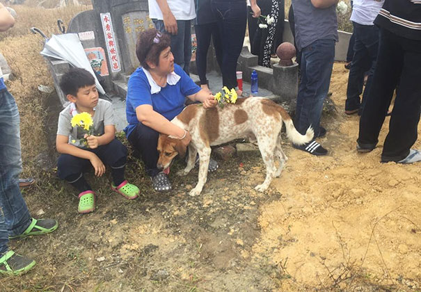 dog-follows-funeral-procession-bobby-malaysia-5