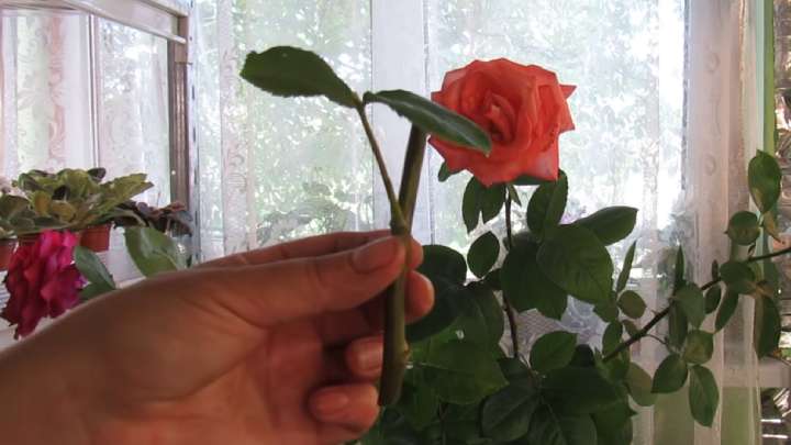 Получится и у начинающего садовода. Укорените розу из букета с отличным результатом черенок, нужно, укоренения, сверху, укореняются, будет, например, поставить, установите, можно, чтобы, укоренить, букета, всего, черенка, почки, водой, простой, цвета, Пролейте