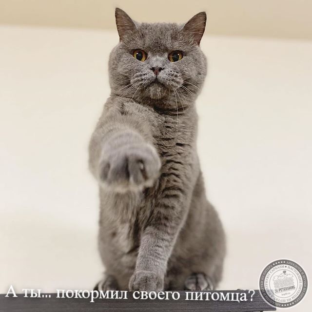 Покормил