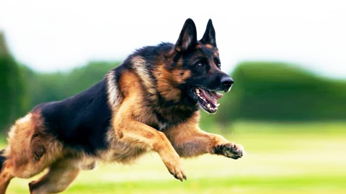 Стрельбище