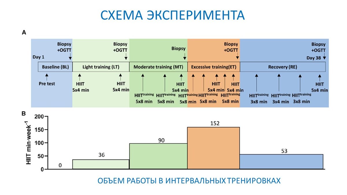 Рисунок 1. Схема эксперимента. Изменение объема и частоты интервальной работы.