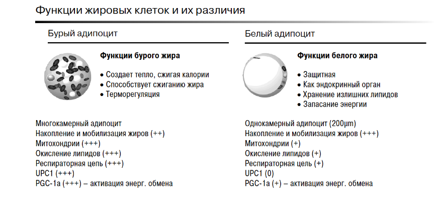 Для чего человеку нужны жировые прослойки жир