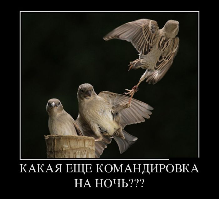 Демотиваторы на любой вкус и три выхода