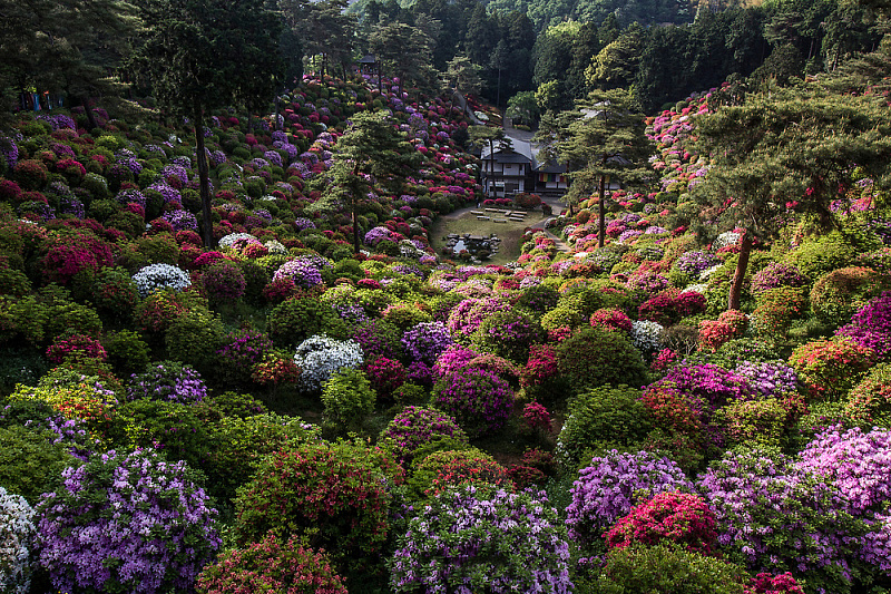 Shiofune-Kannon-ji Temple – буддийский храм, окруженный разноцветными кустами азалии авиатур