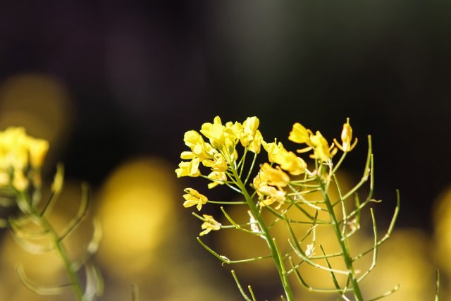 Field mustard (Brassica rapa) in the field
