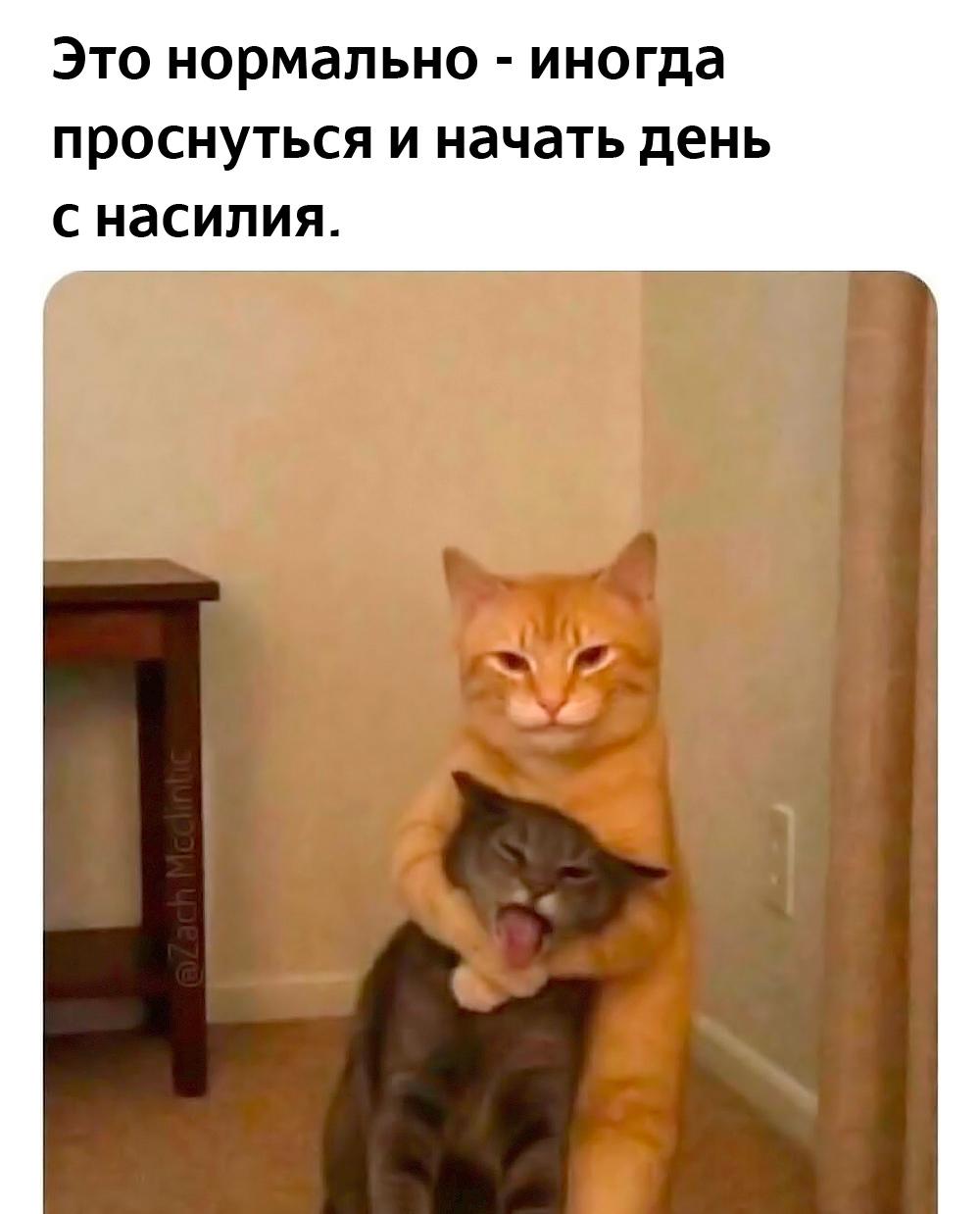 Смешные коты и кошки: лучшие мемы для поднятия настроения