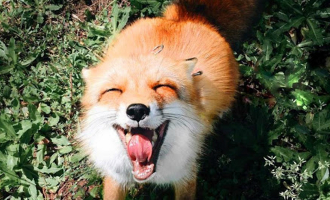Лесник рассказал, почему лисицам нельзя улыбаться