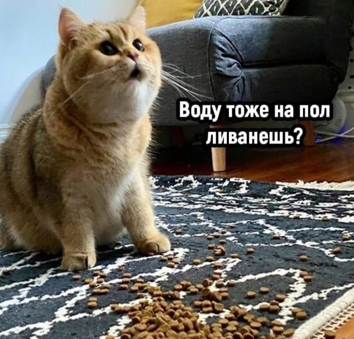 Эти непостижимые... коты? 