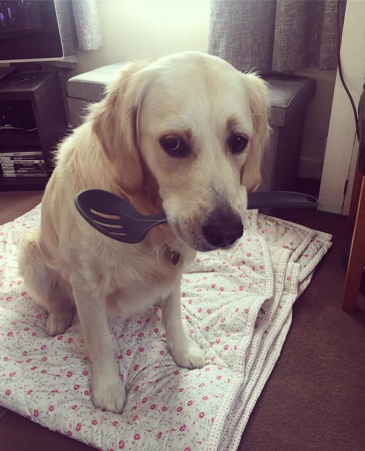 25 прелестных собак, которые очень сильно извиняются 25 прелестных собак, которые очень сильно извиняются