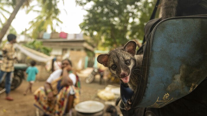 25 лучших фото дикой природы с конкурса Wildlife Photographer Of The Year