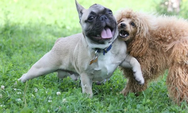 Гиперактивный щенок не всё так грустно