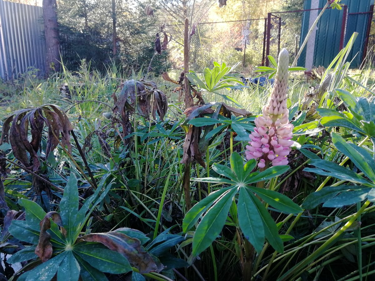 Сидераты - удобрение и лекарство для огорода Сидераты - удобрение и лекарство для огорода дача,полезные советы,сад и огород