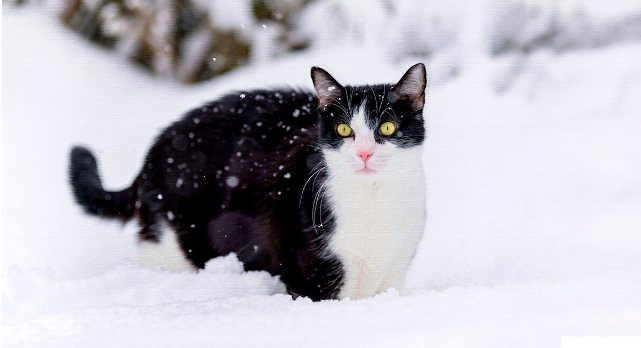День благодарения