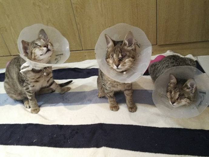 Без кота и жизнь не та