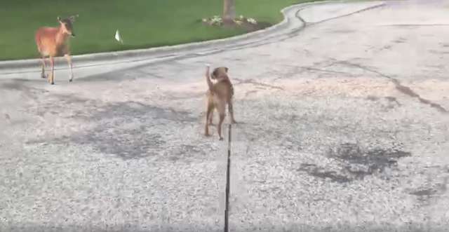 собака с оленем