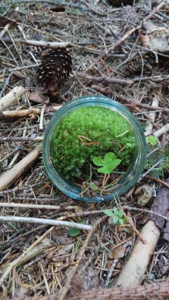 7. «Природа в банке. Найдена в лесах Румынии» в мире, вещи, жутковато, интересно, лес, находка
