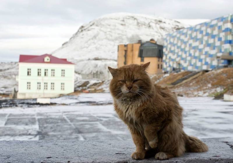 Кеша - единственный кот на норвежском архипелаге Шпицберген Шпицбергене, запрет, живет, поселок, запрещено, могут, русский, норвежский, может, русских, Баренцбурге, только, Шпицберген, кошки, очень, любит, морде, самый, нельзя, равно