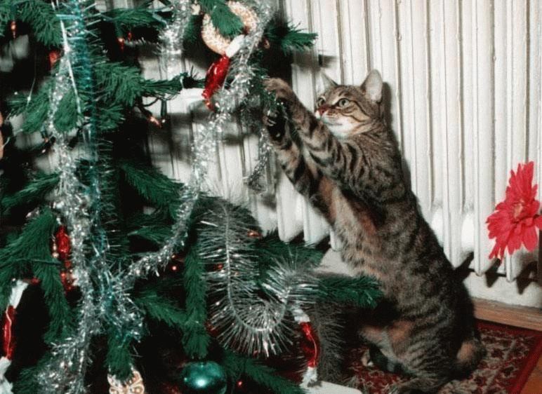 Почему же коты так неравнодушны к новогодним елкам?
