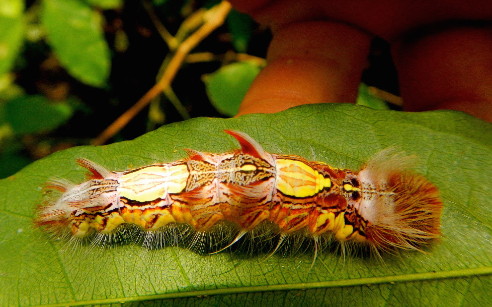 Бабочка Morpho Бабочка Morpho