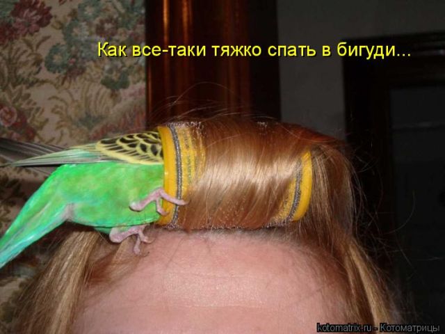 Попугаи прикольные картинки с надписями, днем