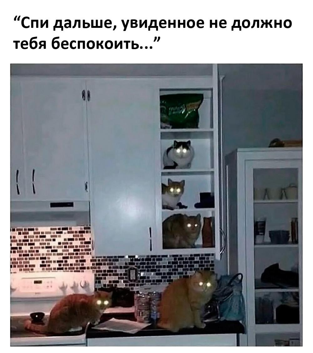 Смешные коты и кошки: лучшие мемы для поднятия настроения